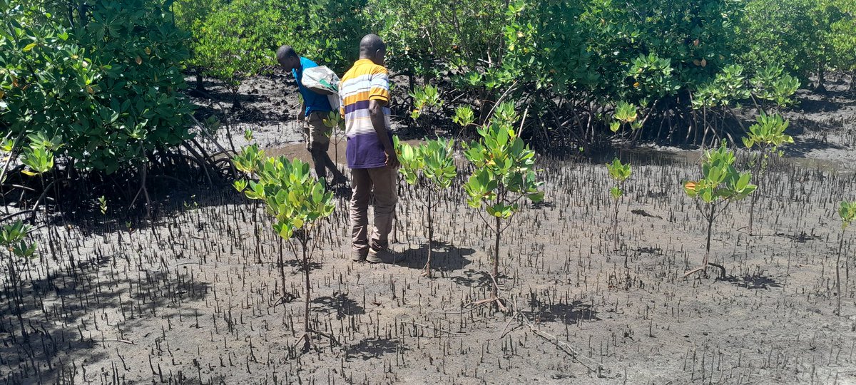 Every day has to be an Earth Day in terms of #plasticsVsplanet movement @HUDEFO @climatehubTz @GreenConservers @aacjinaction #mangrove restoration  in Mbanja-Lindi region,Tanzania