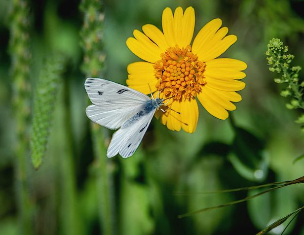 Checkered White Butterfly Enjoying  Huisache Daisy  by Debra Martz 

debra-martz.pixels.com/featured/check… 

#CheckeredWhite #Butterfly #insect #yellow #daisy #flower #nature #GiftsForMom #photography #PhotographyIsArt #BuyIntoArt #AYearForArt #SpringForArt