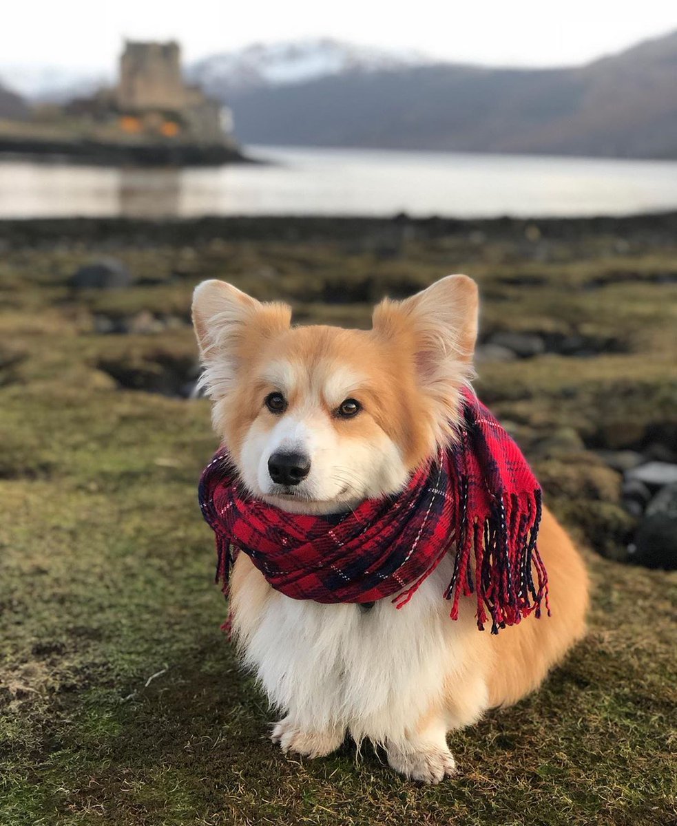 corgisworld0's tweet photo. Today best photo ❤ https://t.co/dUlImTXZ22