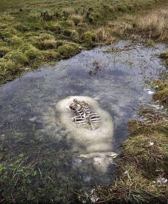 The sheep drowned while trying to cross a small canal in the meadow-swamp Tøndermasken, in southern Jylland, Denmark. 

The sheep's back was exposed and rotted away,  while the portion below the surface of the frigid water has been preserved intact.

[📷  johannes_bojesen]