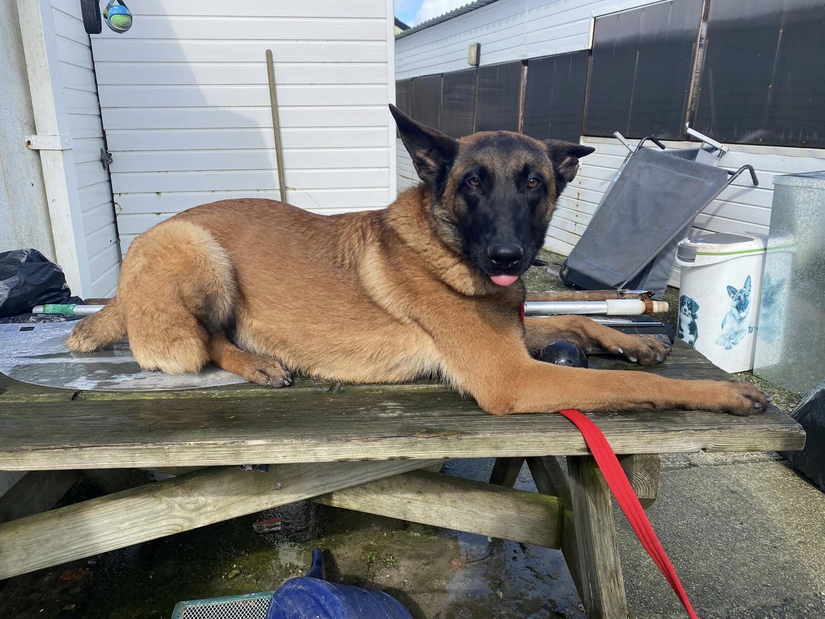 Marley is coming up to a year old and she was picked up straying at 7mths old, Marley is a very bright girl who can live with older kids and has been ok with most #dogs with correct intros #germanshepherd #Cornwall gsrelite.co.uk/marley-8/