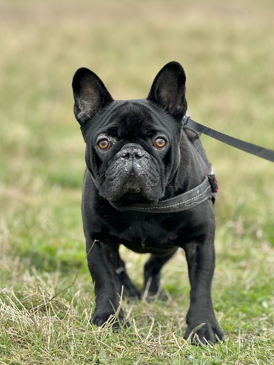 WaggyBoops's tweet photo. Ooh la la! French Bulldog flair lighting up the field! 🐾🦮💫  
Say hello to Reggie, our dear friend 🐶🥰

#waggyboops #cutedog #dogwalking #frenchbulldog #frenchie #overwhelminglyadorable #pawsomepal #bulldogbuddies #frenchiesforever https://t.co/xXDf9UJIdP