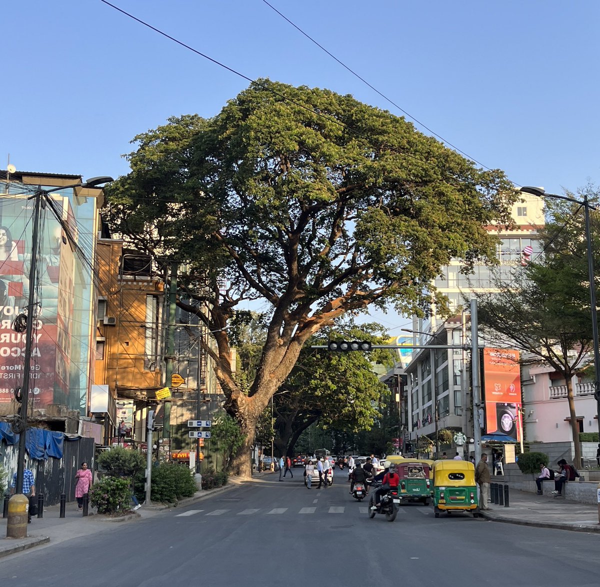 Rain tree is basically big broccoli 🥦