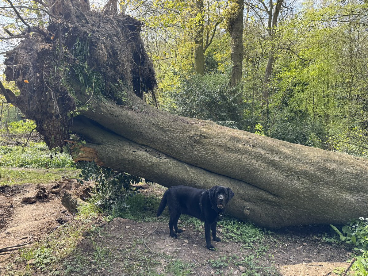 Monty_Lab's tweet photo. Too big to bring home? 🤔#woodlandwalk #dogs #dogwalking #stickoftheday #tongueouttuesday https://t.co/TxEmjUBVor