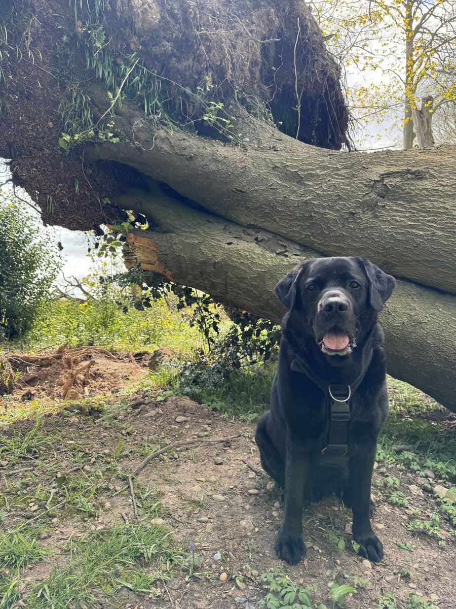 Monty_Lab's tweet photo. Too big to bring home? 🤔#woodlandwalk #dogs #dogwalking #stickoftheday #tongueouttuesday https://t.co/TxEmjUBVor