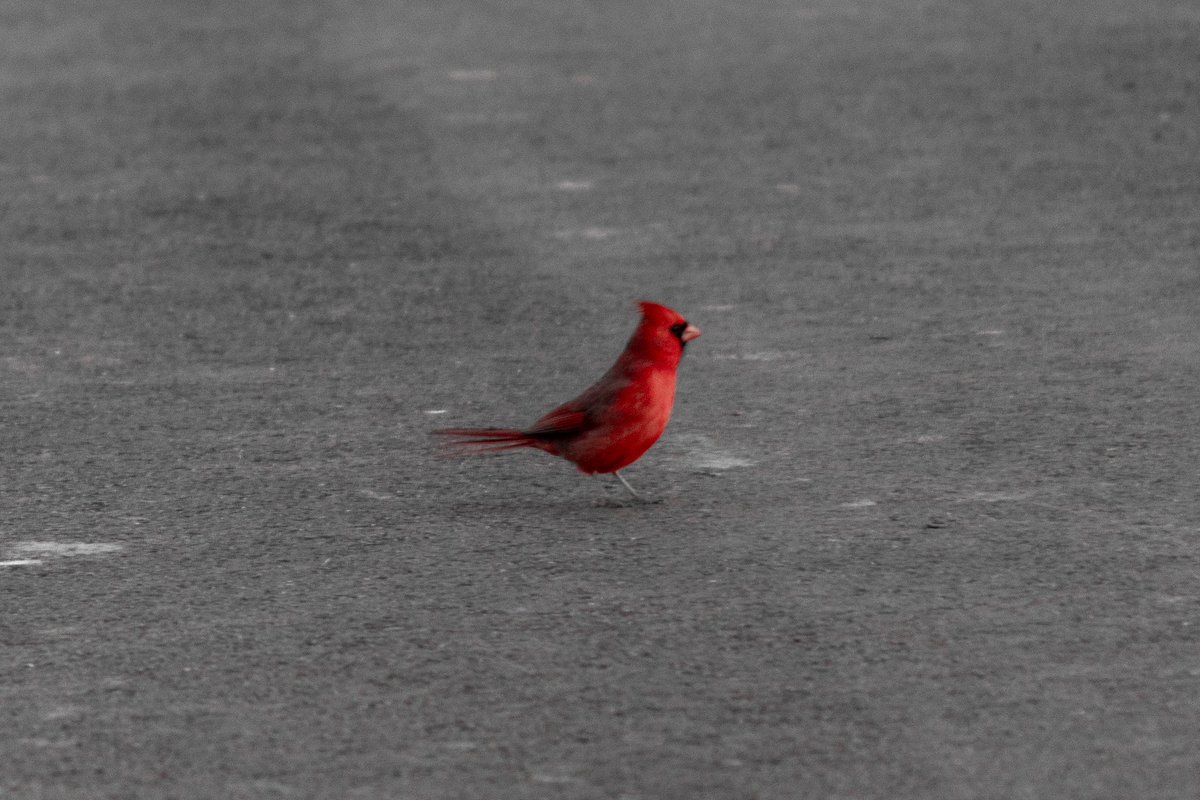 Red Cardinal Road #photography #clevelandphotographer #ohiophotographer #nature #naturephotography #wildlife #wildlifephotography #bird #cardinal