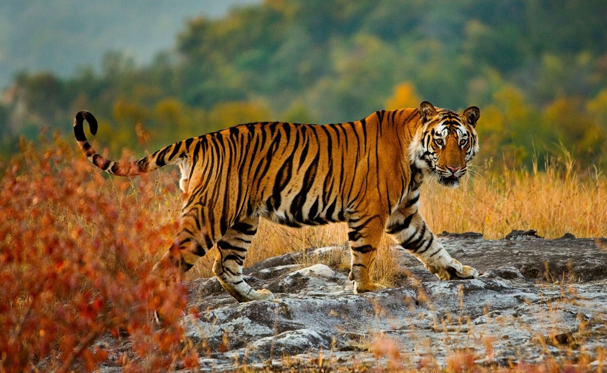 #India boasts a rich diversity of #wildlife, harboring a plethora of species that inhabit its varied #ecosystems. From the #jungles of #WesternGhats to the plains of the #Gangetic Basin, the country is home to numerous species of #wild #animals. Visit:
indianetzone.com/49/wild_animal…
