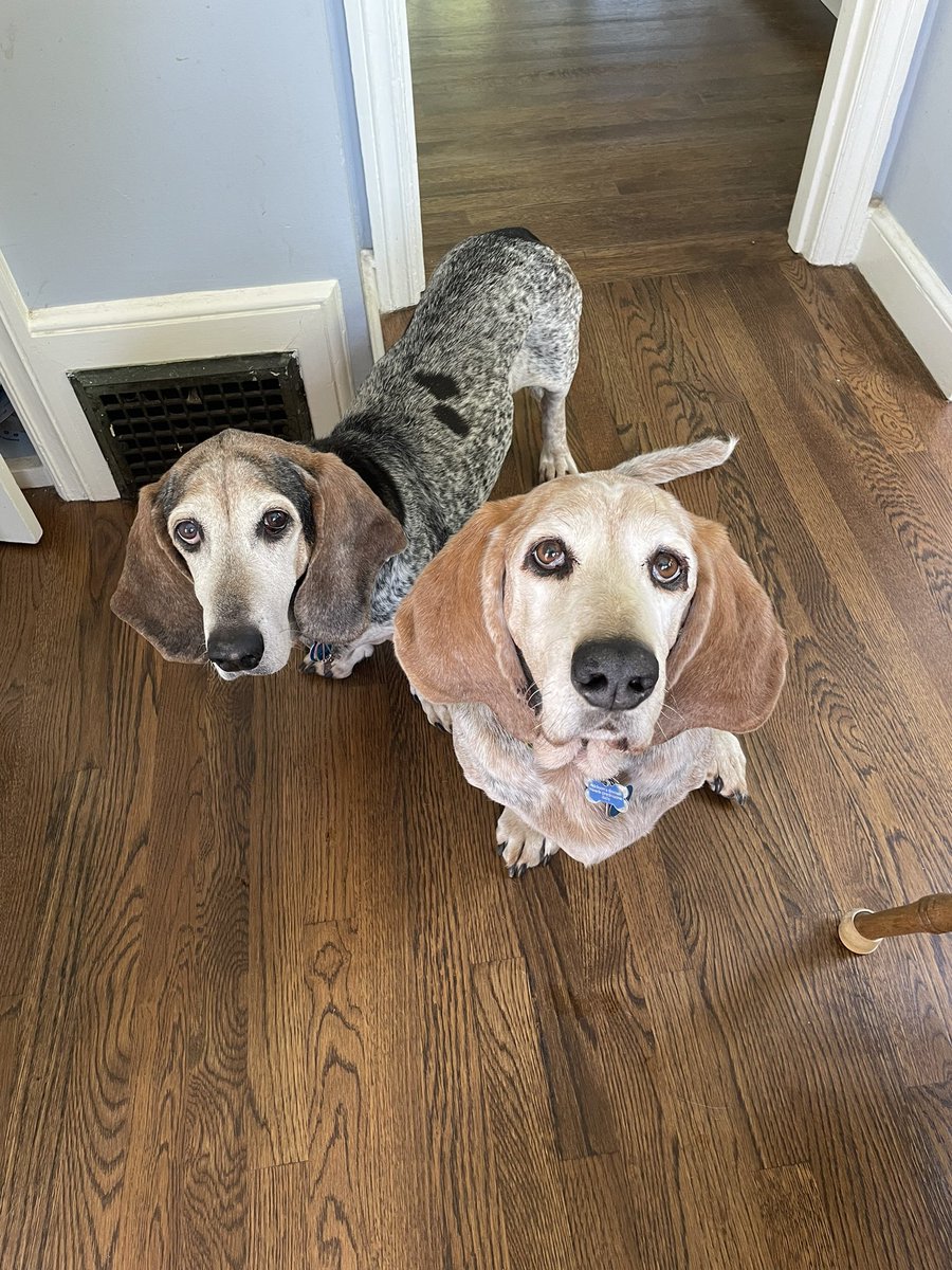 Yuba and Copper were about to get a new kind of treat. #bassethound #dogtwitter #dogsofX #AdoptDontShop