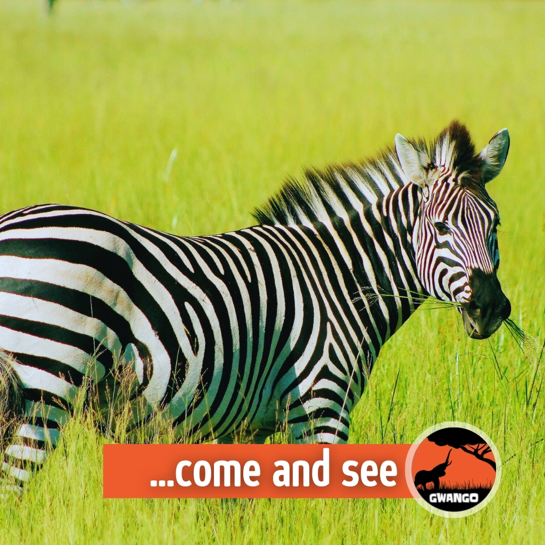GwangoAfrica's tweet image. One of the iconic sightings at #Hwange National Park, a #Burchell's #Zebra pauses for a picture... come and see. #Zebra #Gwango #Wildlife
