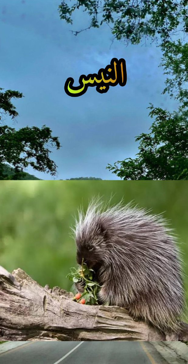 معلومة Information (@bbpp3m) on Twitter photo 