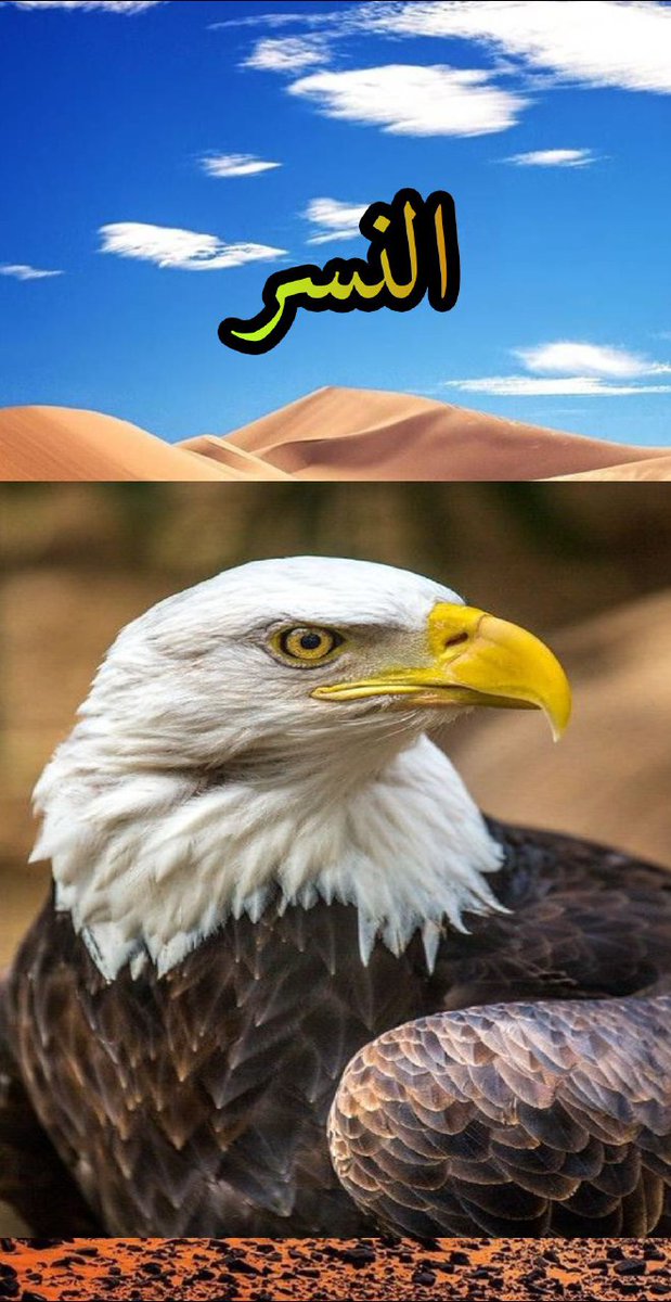 معلومة Information (@bbpp3m) on Twitter photo 