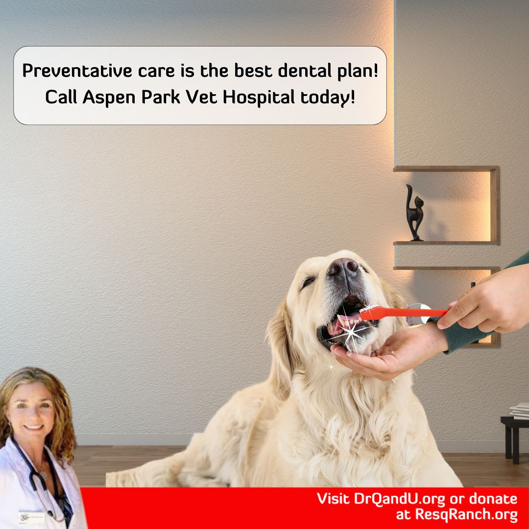 🦷Healthy teeth = happy pet! Prevent dental problems with regular care 🐱
Aspen Park Vet Hospital is here to help!

#petdentalcare #doggydental #catdental #coniferco