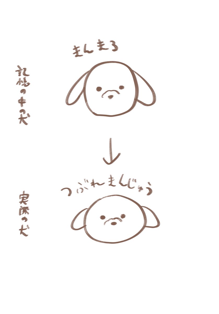 犬の顔、まんまるだね〜♡って思いながら見ると思ったよりおまんじゅう型でおもしろくなっちゃう 