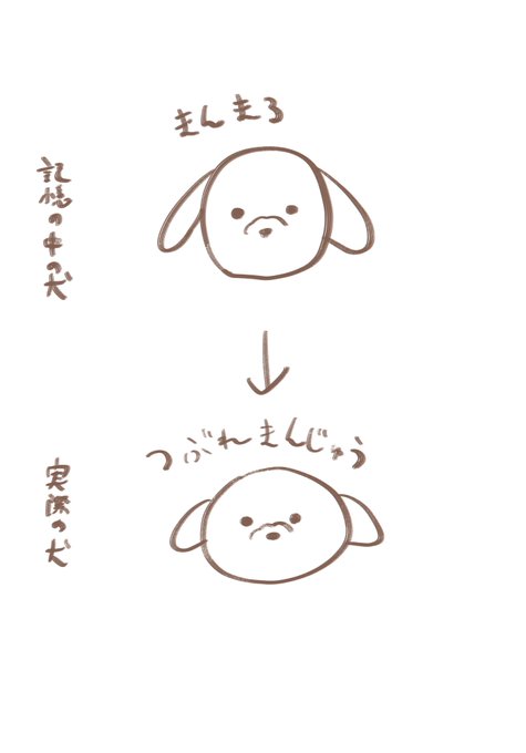 犬の顔、まんまるだね〜♡って思いながら見ると思ったよりおまんじゅう型でおもしろくなっちゃう 