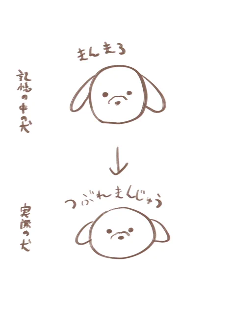 犬の顔、まんまるだね〜♡って思いながら見ると思ったよりおまんじゅう型でおもしろくなっちゃう 
