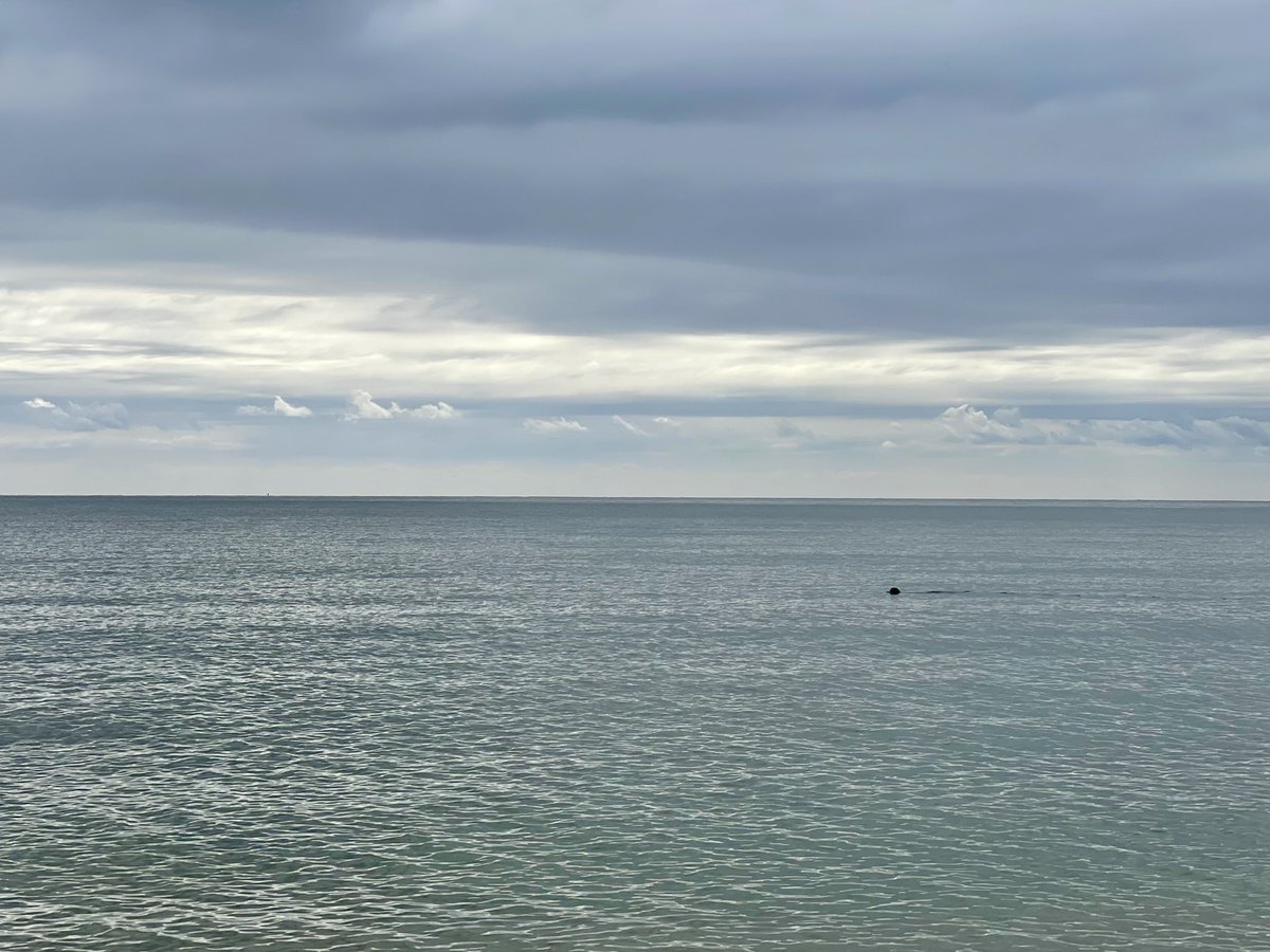 Oh hello, coming in to play? 🦭 Lovely swim in good company but still in single digits 🌡️🥶 #Wildswimming #beachlife #vitaminsea #Tuesdaymorning ♥️ @bbcsoutheast @ThePhotoHour @StormHour