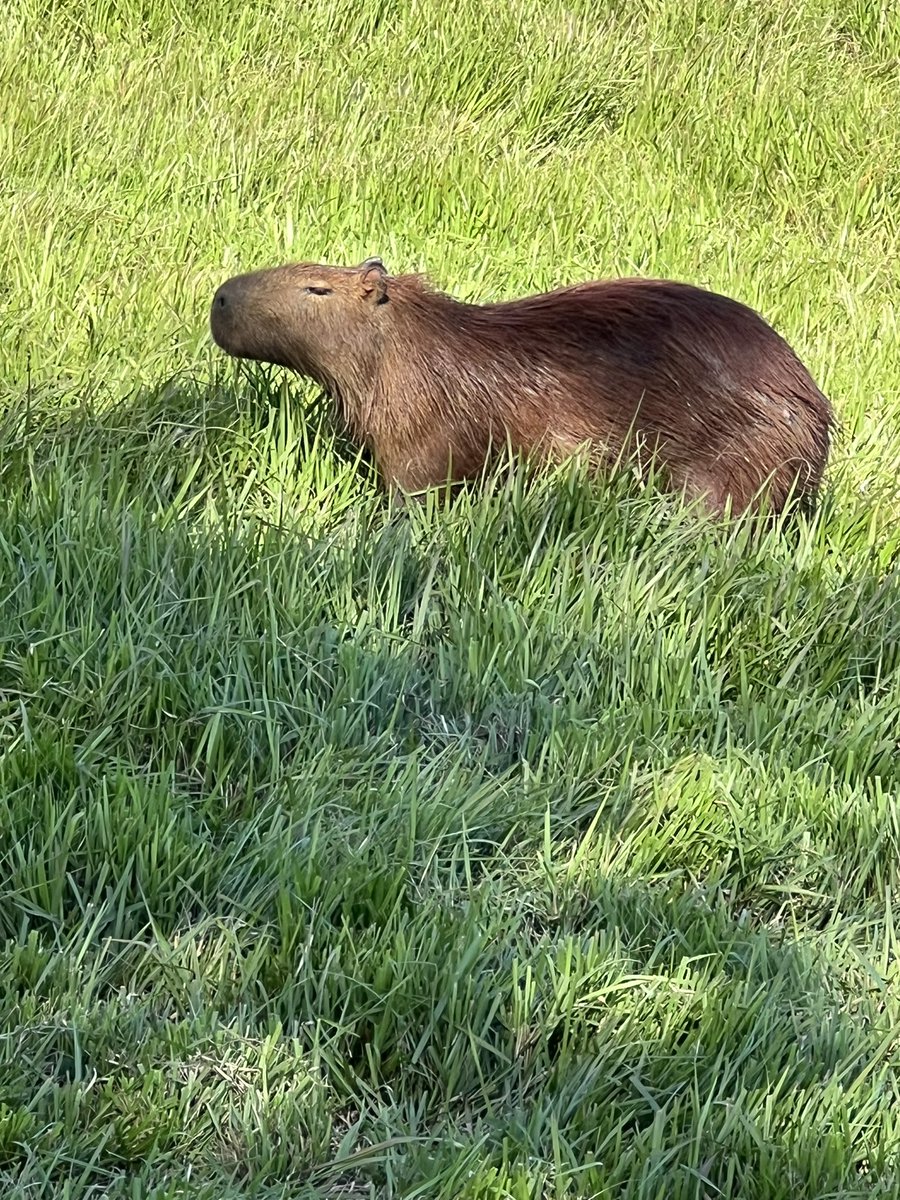 Got to enjoy Asado and as we left, we saw 25-30 Capybara’s right off the road! I was told I could stand right next to one; as bad as I wanted to, always better to give wild animals their space. Great trip, powerful ministry! Ready to get back home…