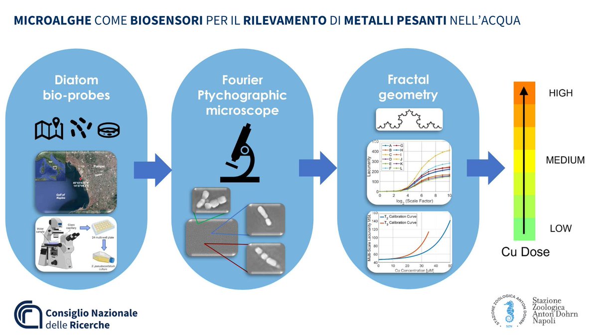 Microalghe come biosensori per il rilevamento di metalli pesanti nell'acqua Da @ISASI_CNR e @SznDohrn un test ottico per quantificare la presenza di rame nelle acque del fiume Sarno, valutandone gli effetti sulle microalghe. Scopri di più👇 cnr.it/it/comunicato-… @MC_Carro