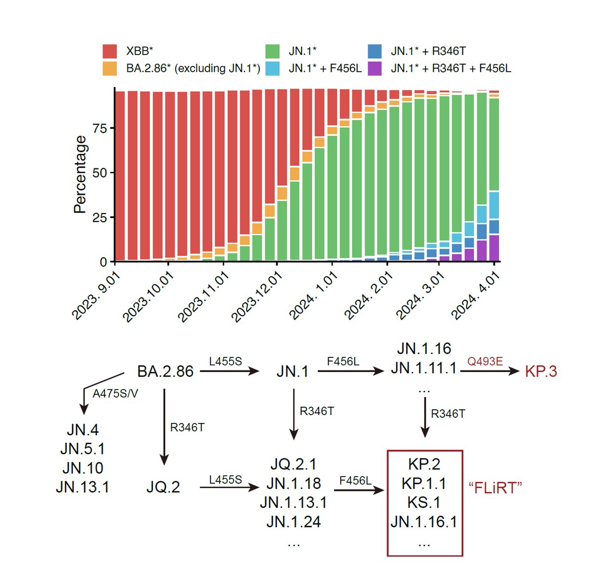 Since JN.1 lineages have replaced XBB lineages and JN.1 subvariants are continuously gaining immune-evasive mutations, such as R346T, F456L, R346T+F456L (FLiRT), and F456L+Q493E (KP.3), it's time to evaluate whether we need to switch SARS-CoV-2 vaccine antigen to JN.1. (2/7)