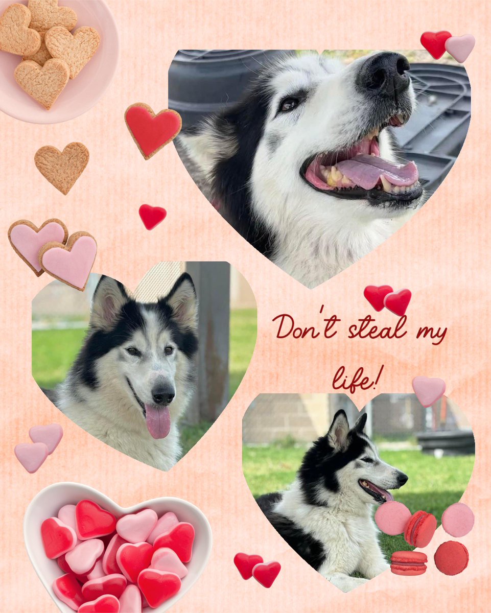 🆘🐾PARIS 6 ys old lady gorgeous Alaskan Malamute/Husky mix #A366498 likes to be petted and being the center of attention.Prefers 👫👫than🐕🐕 #Corpuschristi TX AC they want to DESTROY this beautiful pup 4/29😭Pls help!
#pledge #foster #adopt 🙏