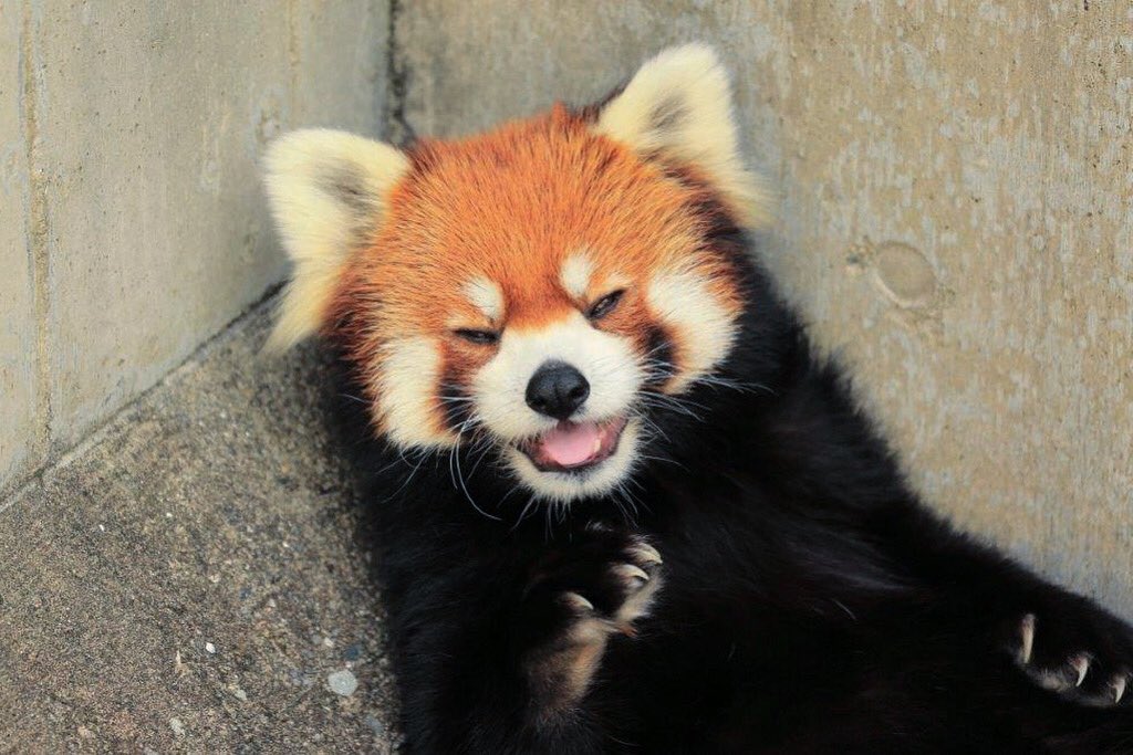 昨日、今日は『脱走女王の日』（勝手に決めてます😅） 2008年4月22日、西山動物園のミンファさんが脱走、翌日鯖江市内で保護されました。 王子動物園では名物ミンファ返し設置。 ミンファさん「えへっ！そんなことあったなぁ〜！」 と言ってるような。 #王子動物園 #西山動物園 #ミンファ #脱走女王