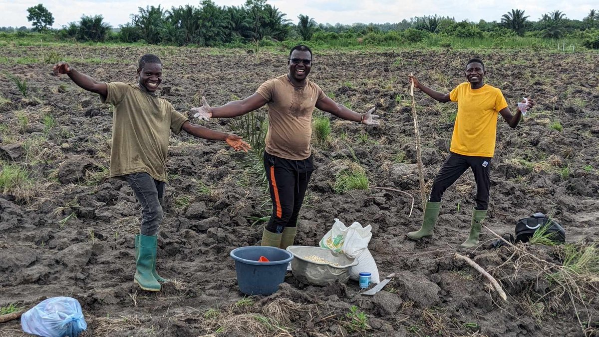 CHAMP EXPERIMENTAL TOGO LABOURAGE ET TECHNIQUE ENROBAGE MYCOTRI semences MAÏS @republicoftogo @TogoOfficiel @AgriTogo @les2AA @agroafrika