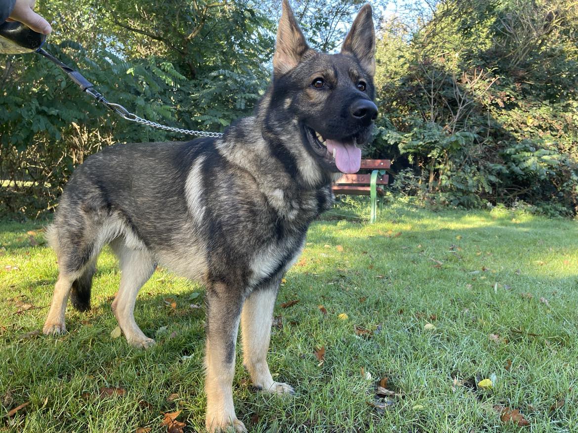Buddy is 2yrs old and he came to us via the pound, Buddy is really struggling in kennels but he will need an exp, child and pet free home as he does over bond with one person #dogs #germanshepherd #Essex gsrelite.co.uk/buddy-12/