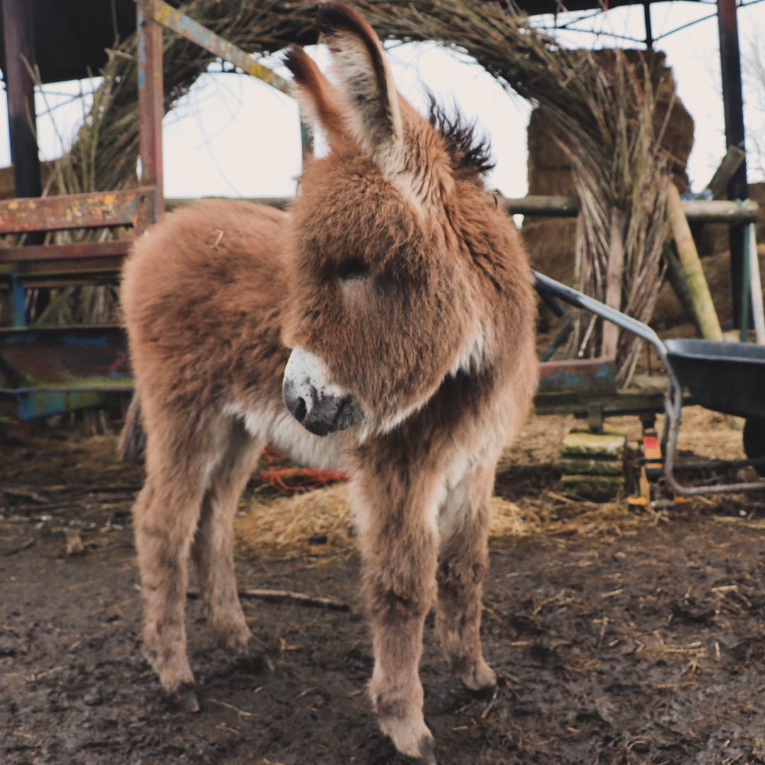 It’s St. George’s day and of course we’re going to mark the occasion with our very own George. #caenhillcc #georgethedonkey #donkeyfoal #babydonkey #stgeorgesday