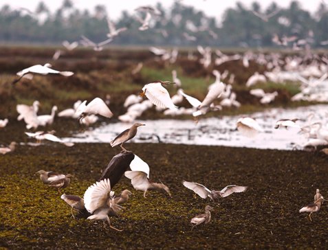 Celebrate biodiversity

The Vembanad lake is a living symbol of biodiversity and is home to a distinctive variety of flora and fauna.  
#ministryoftourism #swadeshdarshan #incredibleindia #indiatourism #sustainabletourism #responsibletourism #dekhoapnadesh #tourisminfrastructure