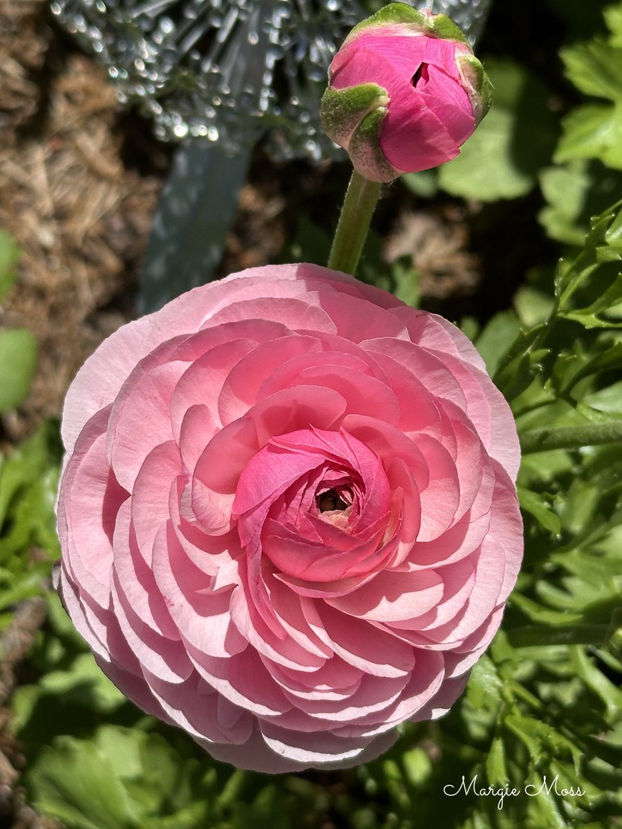 Good morning, everyone. I had to post another ranunculus flower, I just love these. I hope you all have a lovely day or night wherever you may be. #GardeningTwitter #GardeningX #gardening