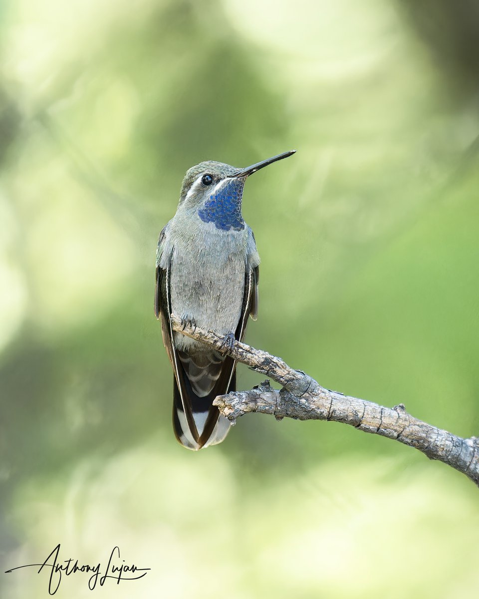 Blue-throated Mountain-gem
Lampornis clemenciae
IUCN status - Least Concern
Sony A1 - Sony 600mm

#BluethroatedMountainGem #Mountaingem #colibrí #beijaflor #Trochilidae #hummingbirds #nuts_about_birds #earthcapture #nature #natgeoyourshot #naturephotography #sonya1 #sony600mm ...