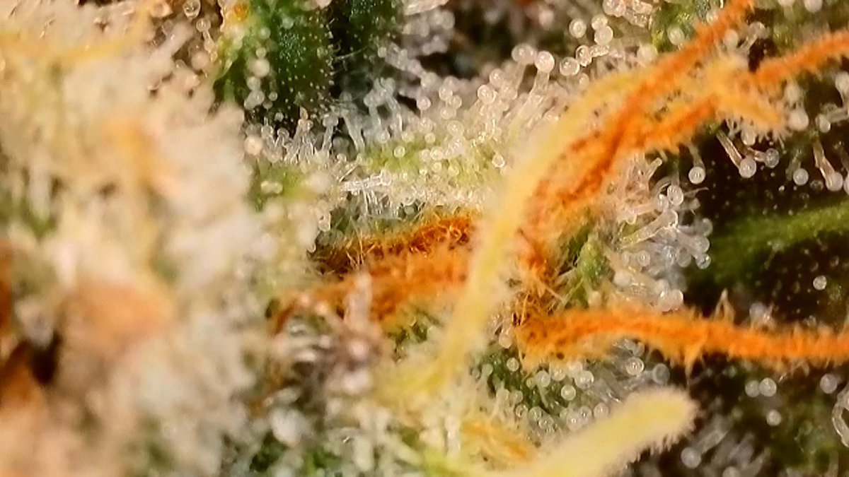 It’s trichomes Tuesday right? 🥶 week 5 for this plant how much long you think I have to go? 👀👀

Stay Terpy 🫰🏾💚