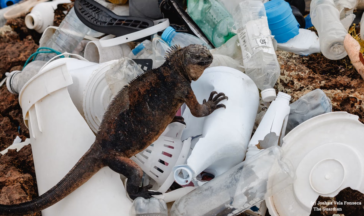 ‘Currents bring life – and plastics’: animals of #Galápagos live amid mounds of waste loom.ly/zAu5Ewo #plastics #pollution #oceans