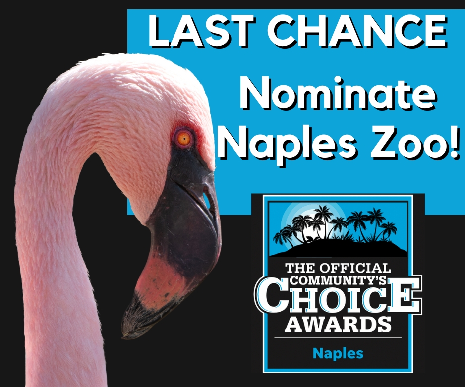 Don't miss out on your LAST chance to make a WILD impact! 🐾🏆 Nominate us today for Best Non-Profit, Tourist Attraction, Best Camp Program, Fundraiser Event (Zoobilee), Event (Zoo Gala), and Best Place to Work in Naples! 🗳Nominate: ow.ly/KeCO50RlP63