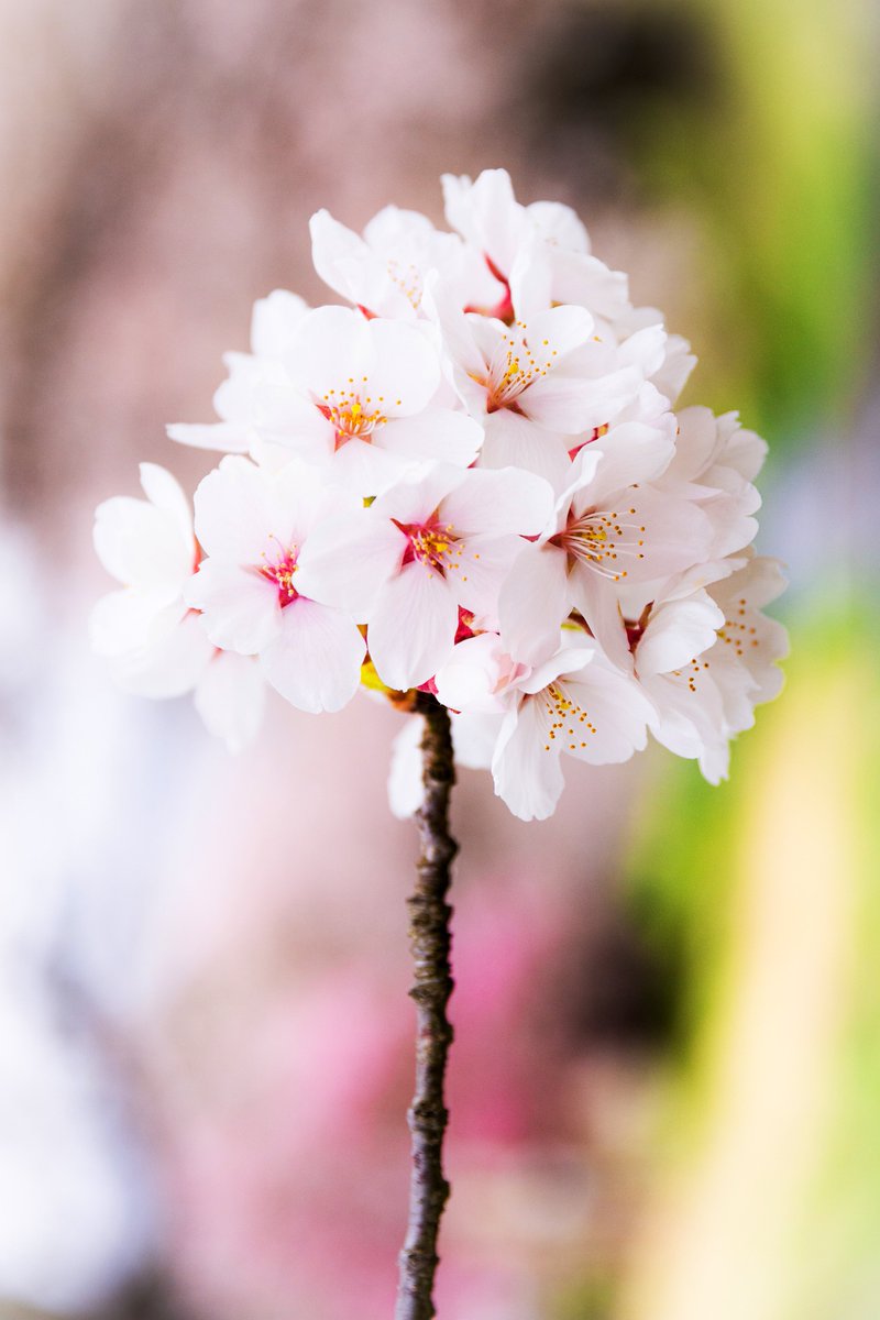 桜の木🌸
 ︎︎
#お花見
#桜
#写真好きな人と繋がりたい
#ファインダー越しの私の世界
#キリトリセカイ 
#Nikon 
#cherryblossom 
#photography