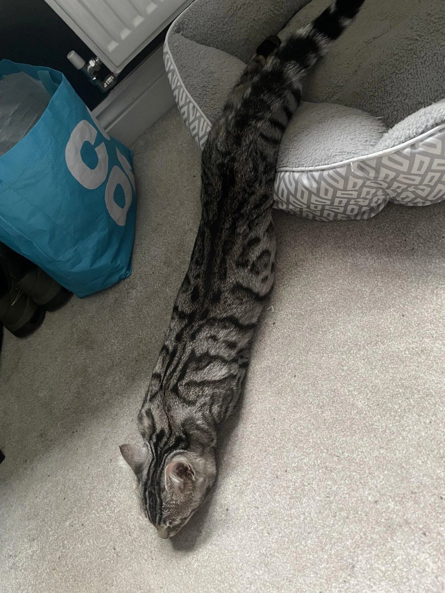 Dont Show Your Cat tweet media