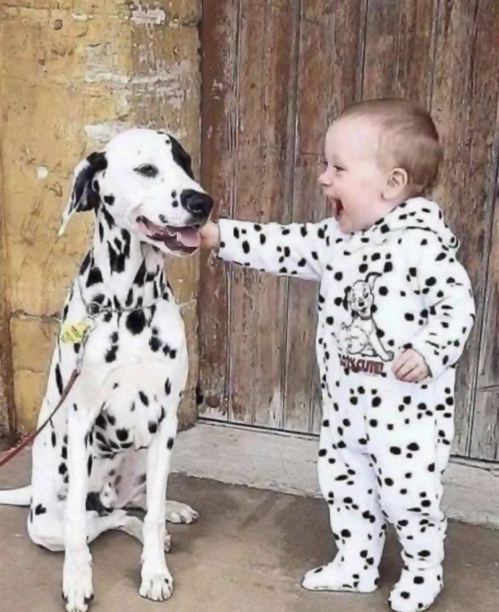 SarantosMelogia's tweet photo. Buddies!
#buddies #BuddiesForLife #buddiesforever #buddiesoverbullies #buddies4life #BuddiesInLove2024 #buddiesinbadtimes #buddiesholiday #BuddiesForLifetime #dalmation #dalmationpuppy #dalmations #dalmationsofinstagram #dalmationspotlight #dalmationjasper #dalmationlove #dalmationnation #dalmationcoast #dalmationofinstagram #dalmationcostume #dalmationite #dalmation4life #dalmationskin #dalmationsnoopy #dalmationspots #dalmationvideo #dalmationthrowdown2017 #dalmationmix #dalmationlovers #dalmationlife #dalmationcross #dalmationco #dalmationart #DalmationAmericanHall #dalmationwantabe