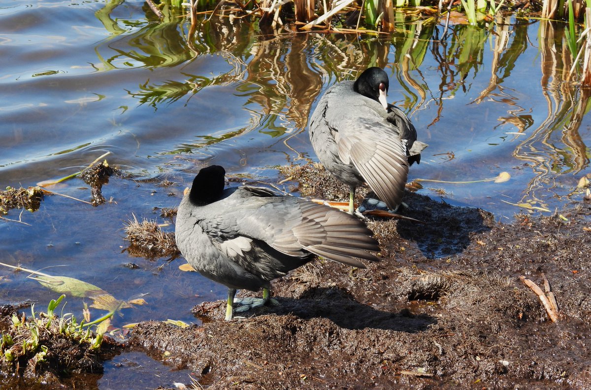 Happy #TwosDay! 2 American Coots preening