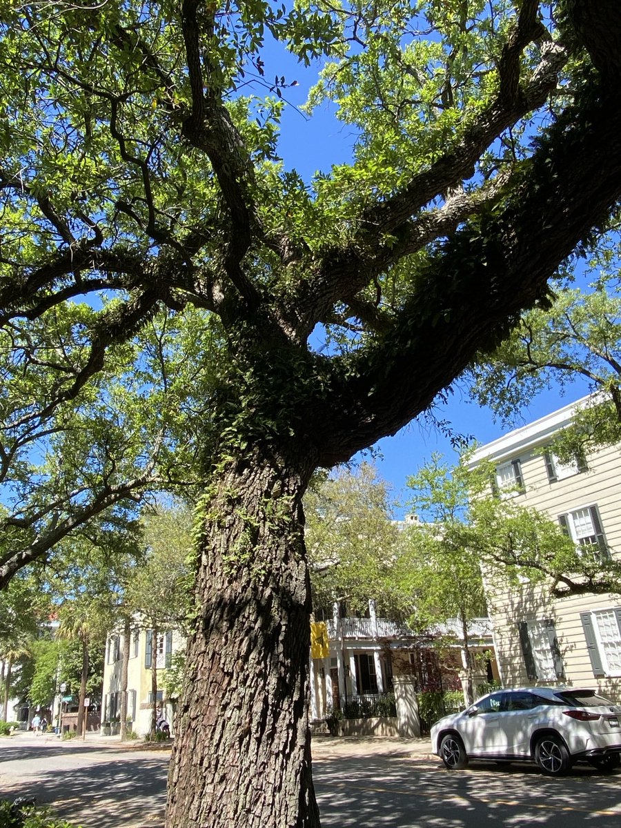 A huge tree on a sunny day with a bright blue sky above. The branch alone is trunk! #ThickTrunkTuesday #TuesdayBlue #GardeningX #MasterGardener