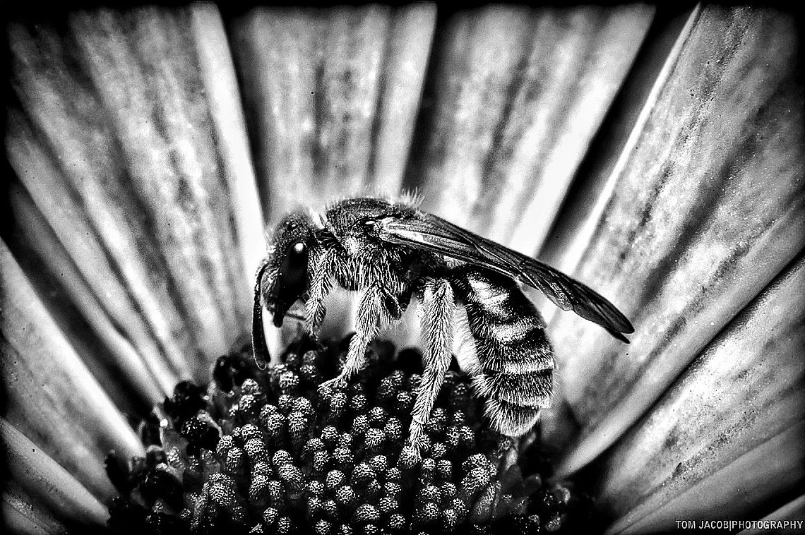 I felt a B&W mood coming up today. So here you go 😄📸🐝 Anyone else? 😉⬇️📸