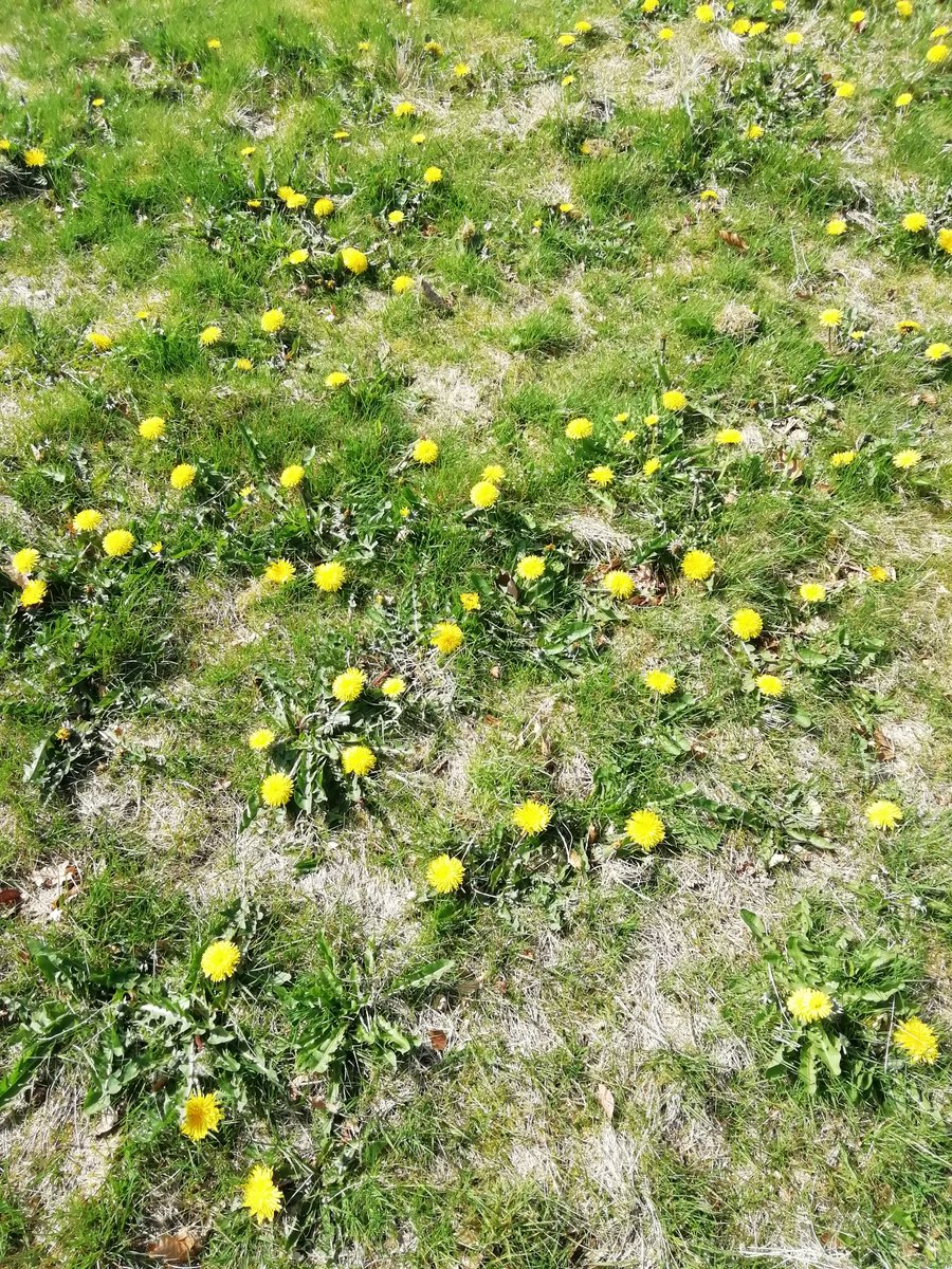 MackayArts's tweet photo. Dandelions galore in the no mow area of @pkclimate_a larghan park https://t.co/Sso0o0UUj4