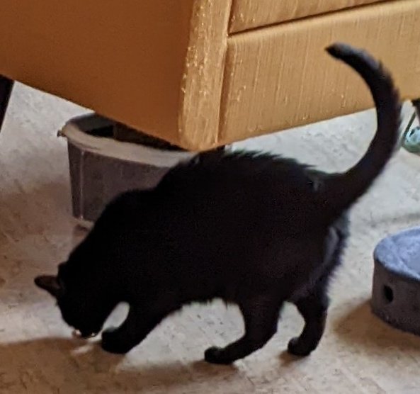 #tiptuesday: Anything can be a toy for a cat. Eddie loves the rings from plastic milk bottles! What do YOU like to play with that isn't really a toy? #CatsOfTwitter #CatsOnTwitter #CatTwitter  #blackcats #CatsOfX #panfursquad #moggies #catpics #minipanfur #RescueCats #voidcats