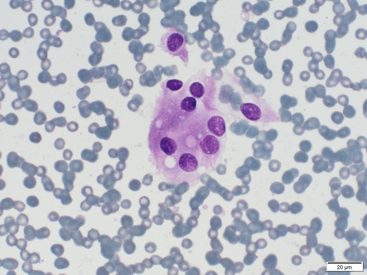 TotalCytopath tweet picture