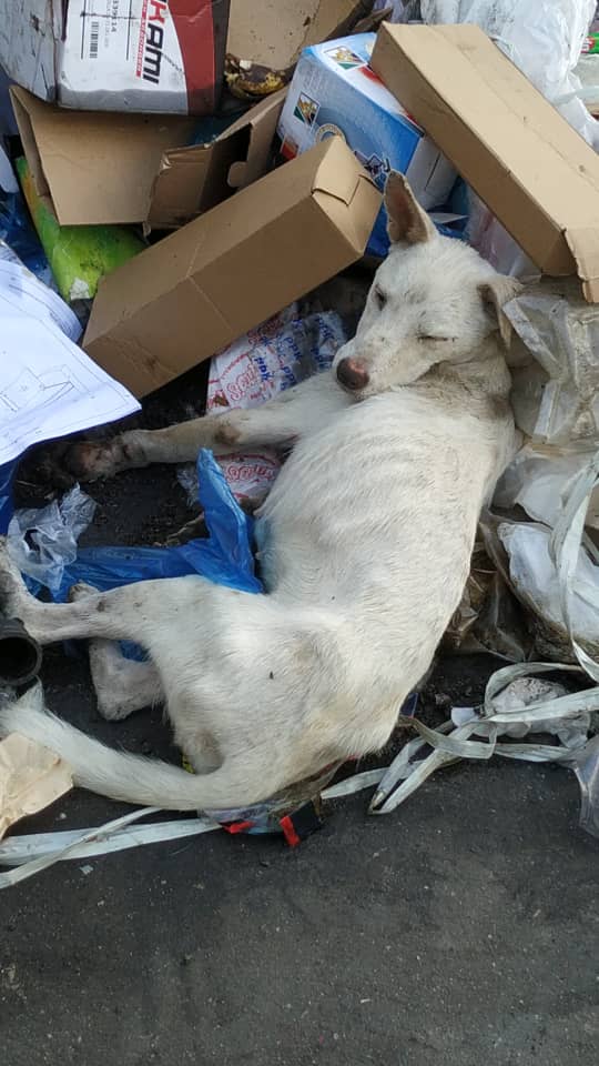 PerroUsuario's tweet photo. Por favor AYUDAAAAAA El Paraiso - Caracas RP @Ma_Elisa_G
🚨AAAUUXIIILIIOOOO, lo BOTARON en la basura, dicen que está muy mal. Está frente bomba de gasolina que está al lado del Gama, en La India/Caracas, al lado del parquecito. SIN CONTACTO. https://t.co/D1sE6mIzUZ