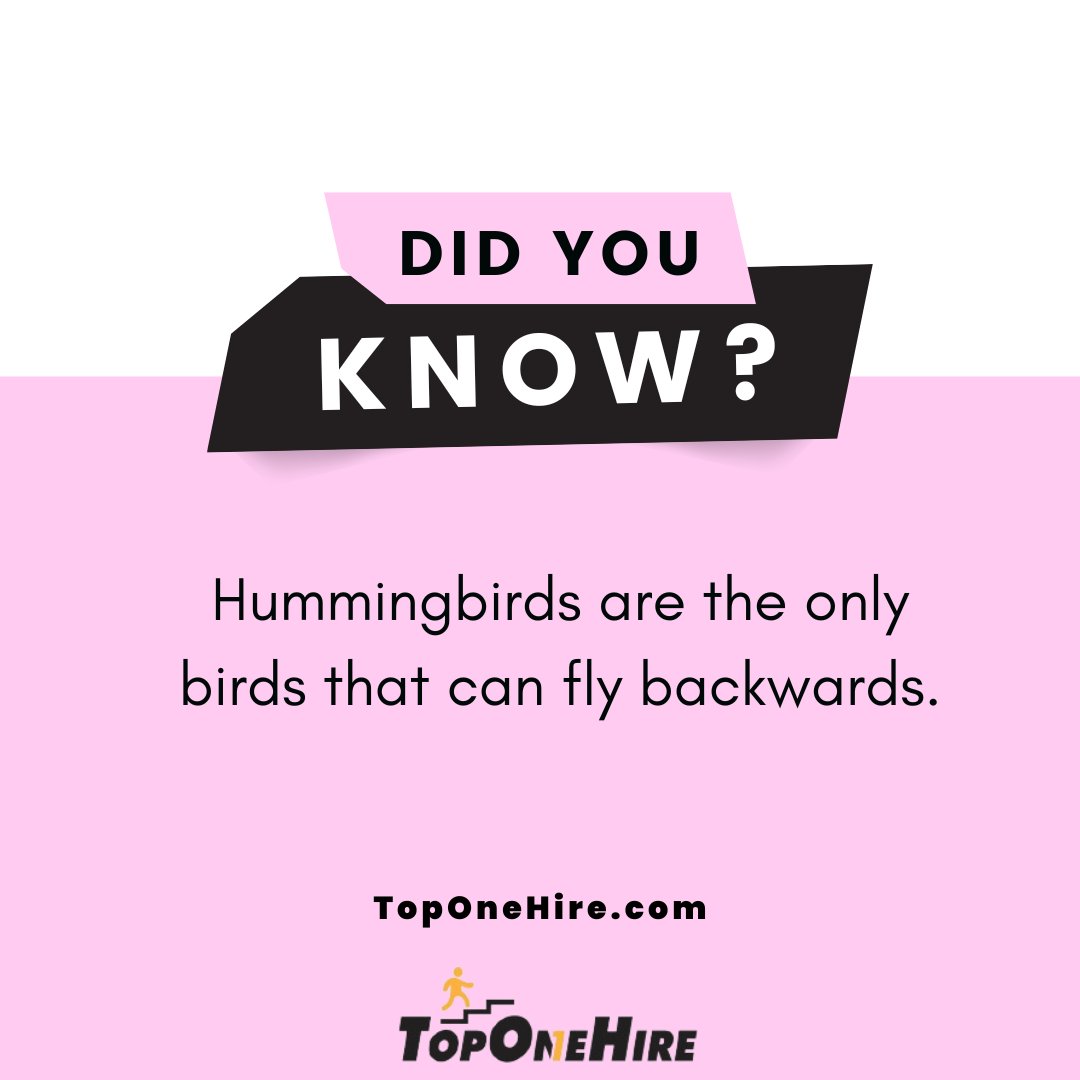 Start your weekend off right with a fun fact of the day! #HappyFriday #DidYouKnow #FunFact #TopOneHire