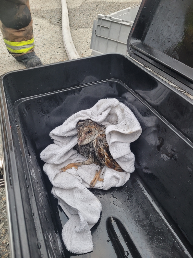 Whooooo is a little out of sorts this morning? #same This beautiful owl was rescued by our Battalion 14 firefighters from a vacant barn fire we responded to. Animal control @helpinRIVcoPETS responded to ensure 'Archimedes' is healthy and well taken care of. #WhoGotTheOwlOut