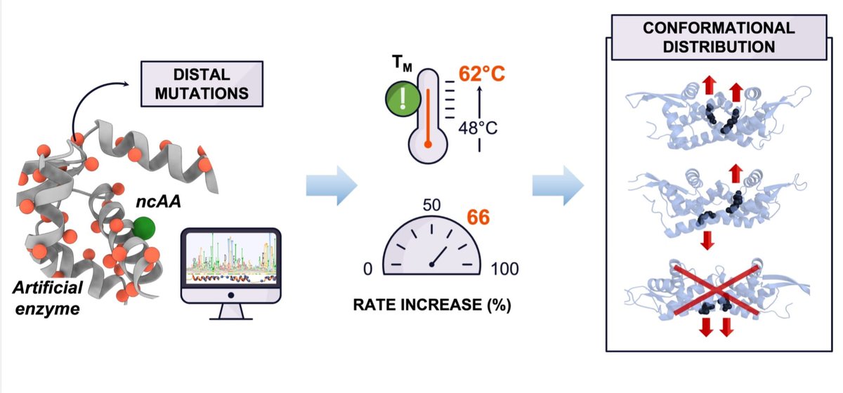 Have you ever wondered if it is worth it to engineer remote mutations out of an artificial enzyme? Well, we did. Check out our latest contribution to @Faraday_D on their #biocatalysis special issue. Some highlights are below!

pubs.rsc.org/en/Content/Art…