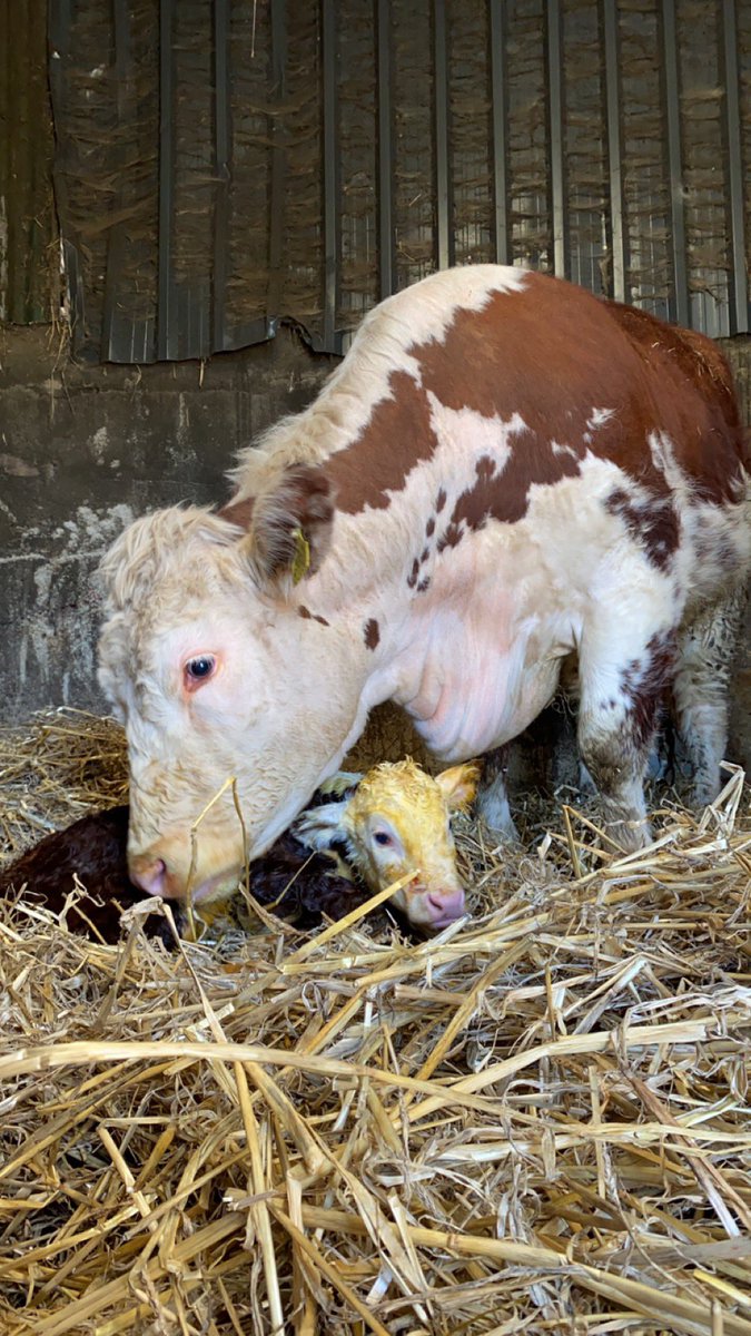 One of the best parts of the job ❤️ #calving24 #sucklers #herefords