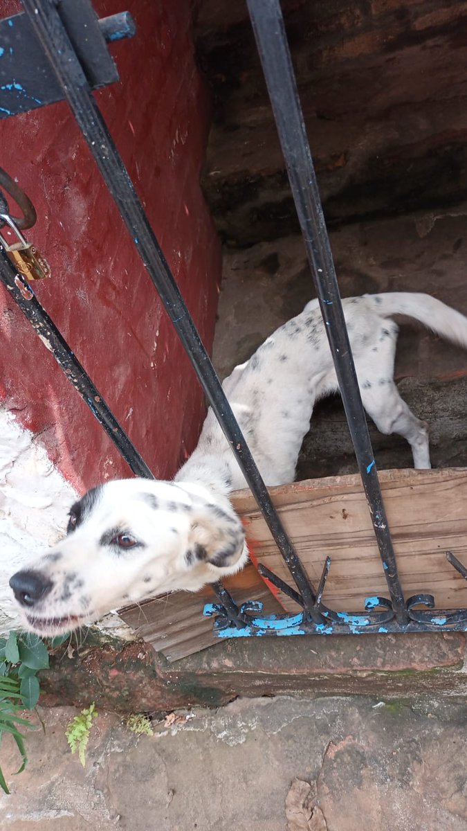 Se llama Rambo, ahora ya está en manos de <a href="/defensanimalpy/">Dirección Nacional de Defensa Animal</a> <a href="/hector_rubin/">Hector Luis Rubin</a> Tenemos que animarnos a denunciar (formalmente) cuando vemos a un animal maltratado o en riesgo. Agradezco al joven que grabó y compartió el caso para que podamos ayudar. ¡Sanción ejemplar, por favor! 🙏