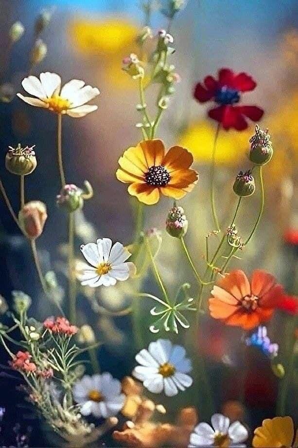 That place in your heart where flowers bloom rent-free,
you will find me there, immersed in spring essences' immense blessings, forever present with it's boundless gentle breeze of #benevolence.
#SenseWrds
Prompt 656